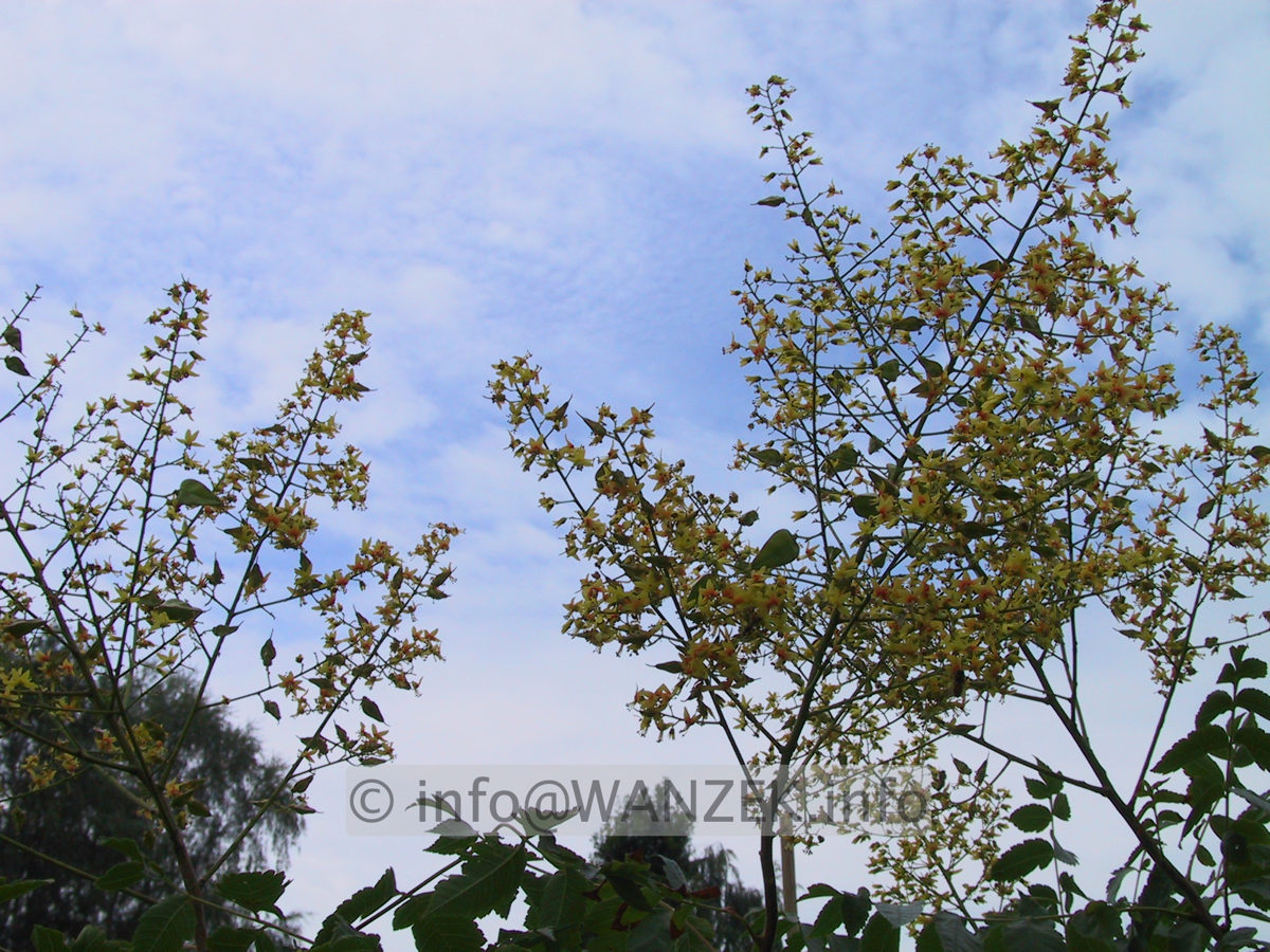 Koelreuteria paniculata 07.JPG